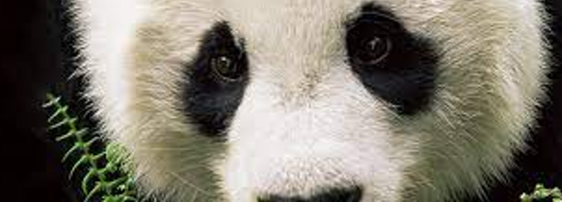 Giant panda  WWF Australia