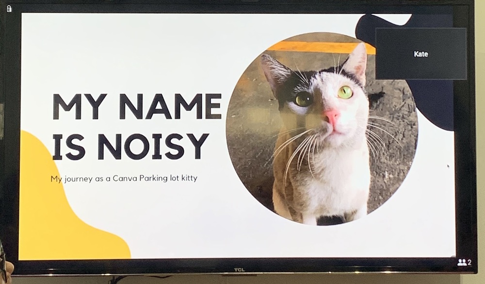 "My name is Noisy" My journey as a Canva parking lot kitty 
