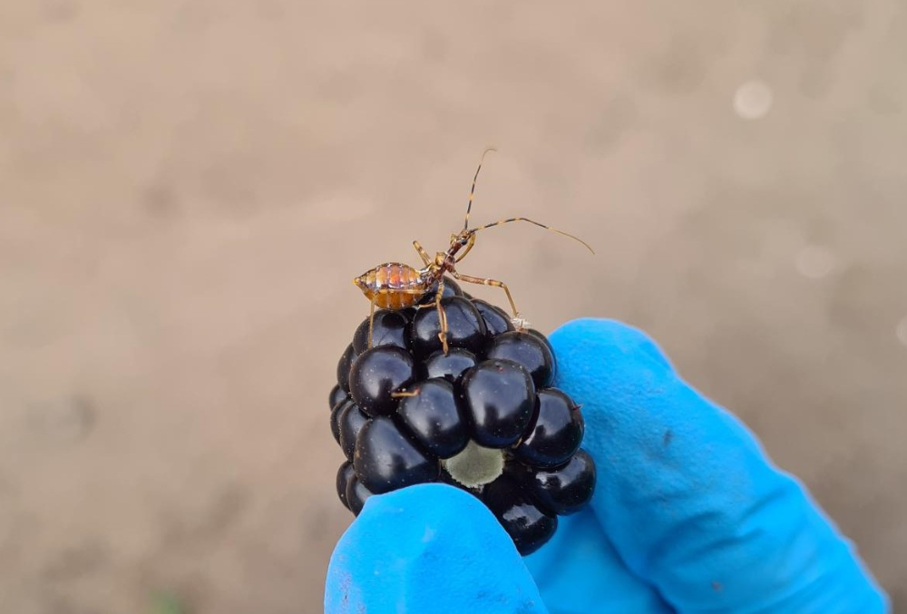 Bug on berry