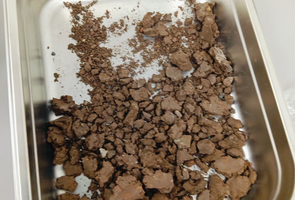 From Soil to Software: My 12 Weeks at NGI Perth - Sherin Parwin