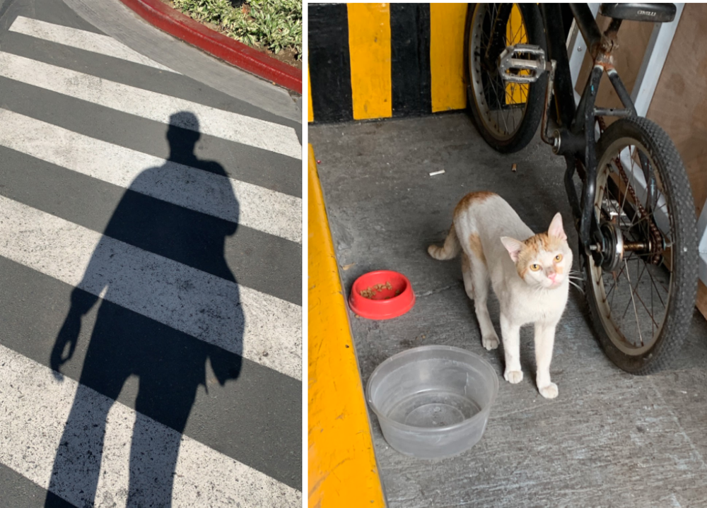 A shadow in the pedestrian lane and a cat