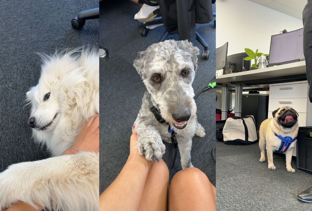 a reason to come to the office: meet the office doggos!!!